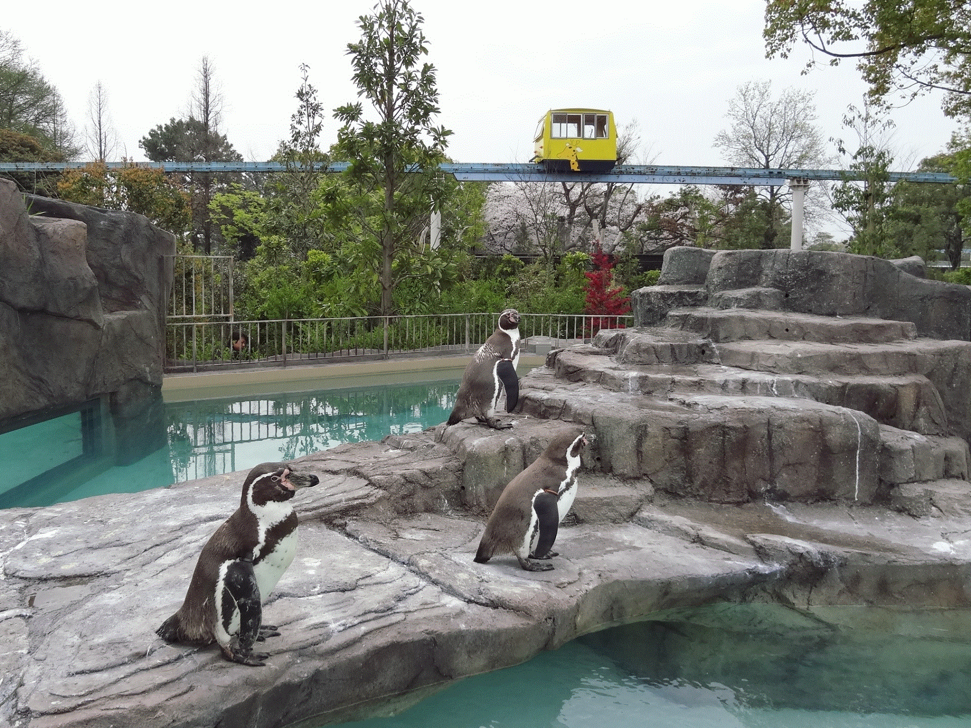 สวนสัตว์และสวนพฤกษศาสตร์เมืองคุมาโมโตะ