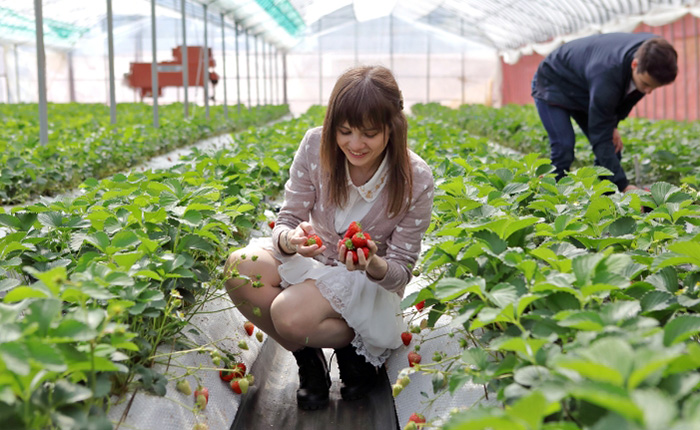 La récolte de fraises est très populaire et a lieu entre janvier et avril. Il faut réserver à l’avance pour plus de 10 personnes. 