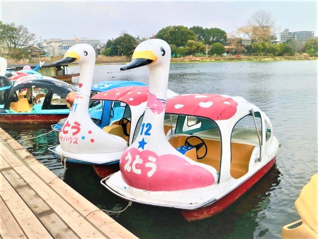 江津湖の楽しみ方 子どもと一緒にボートに乗って 心と体をリフレッシュ 熊本市観光ガイド