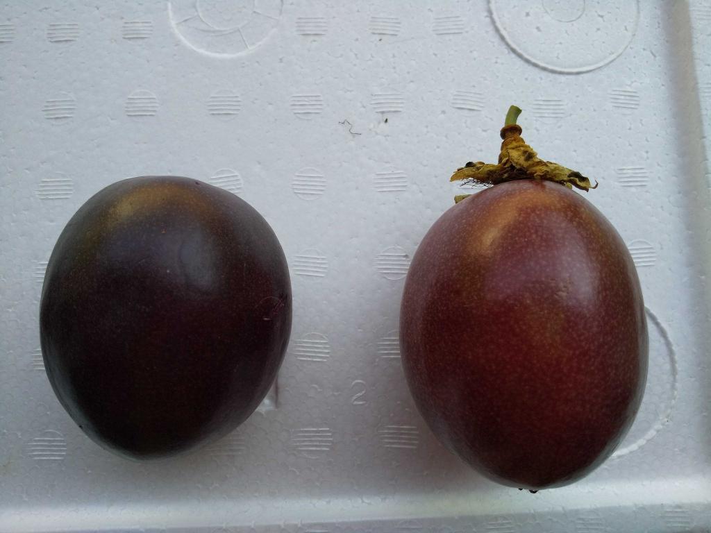 常温でしばらく置いて皮が黒っぽくなった果実(左) 収穫したての皮が赤い果実(右)