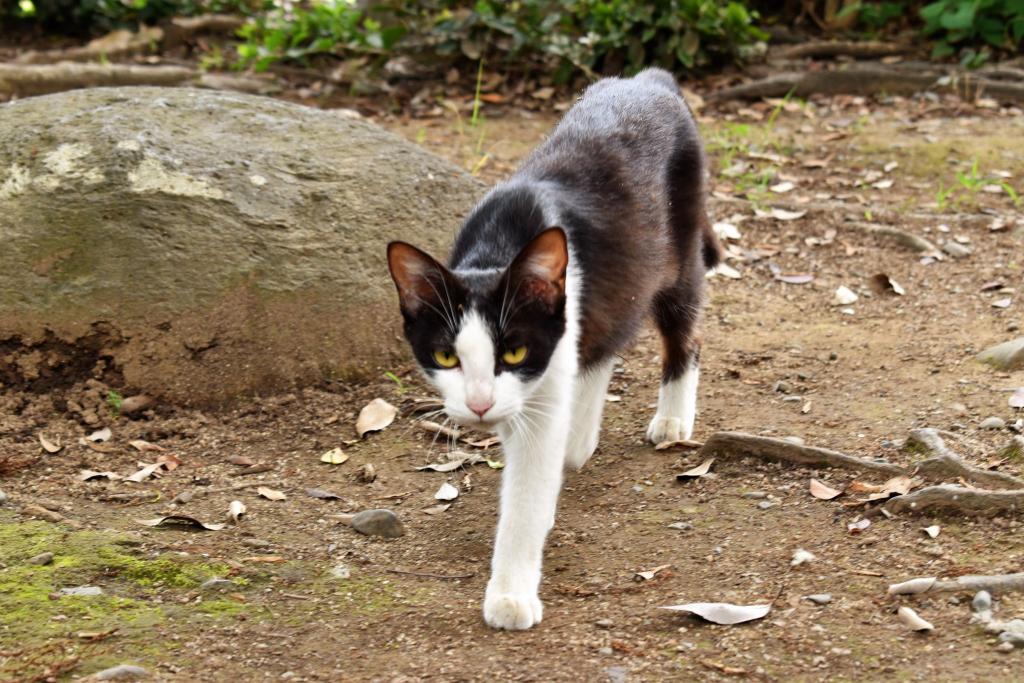 偶然にも近所の近所の猫が遊びに来ていました