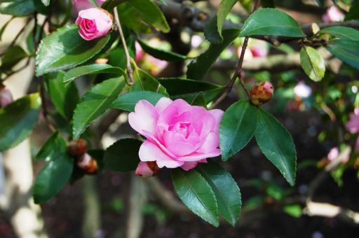 肥後六花(肥後山茶花)