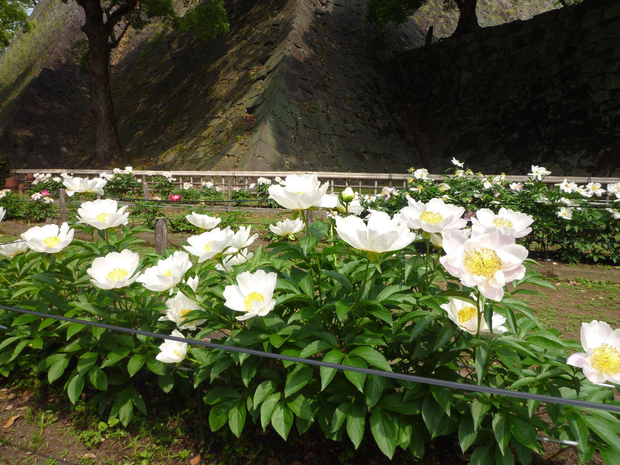 肥後六花 肥後芍薬 フォトギャラリー 熊本市観光ガイド