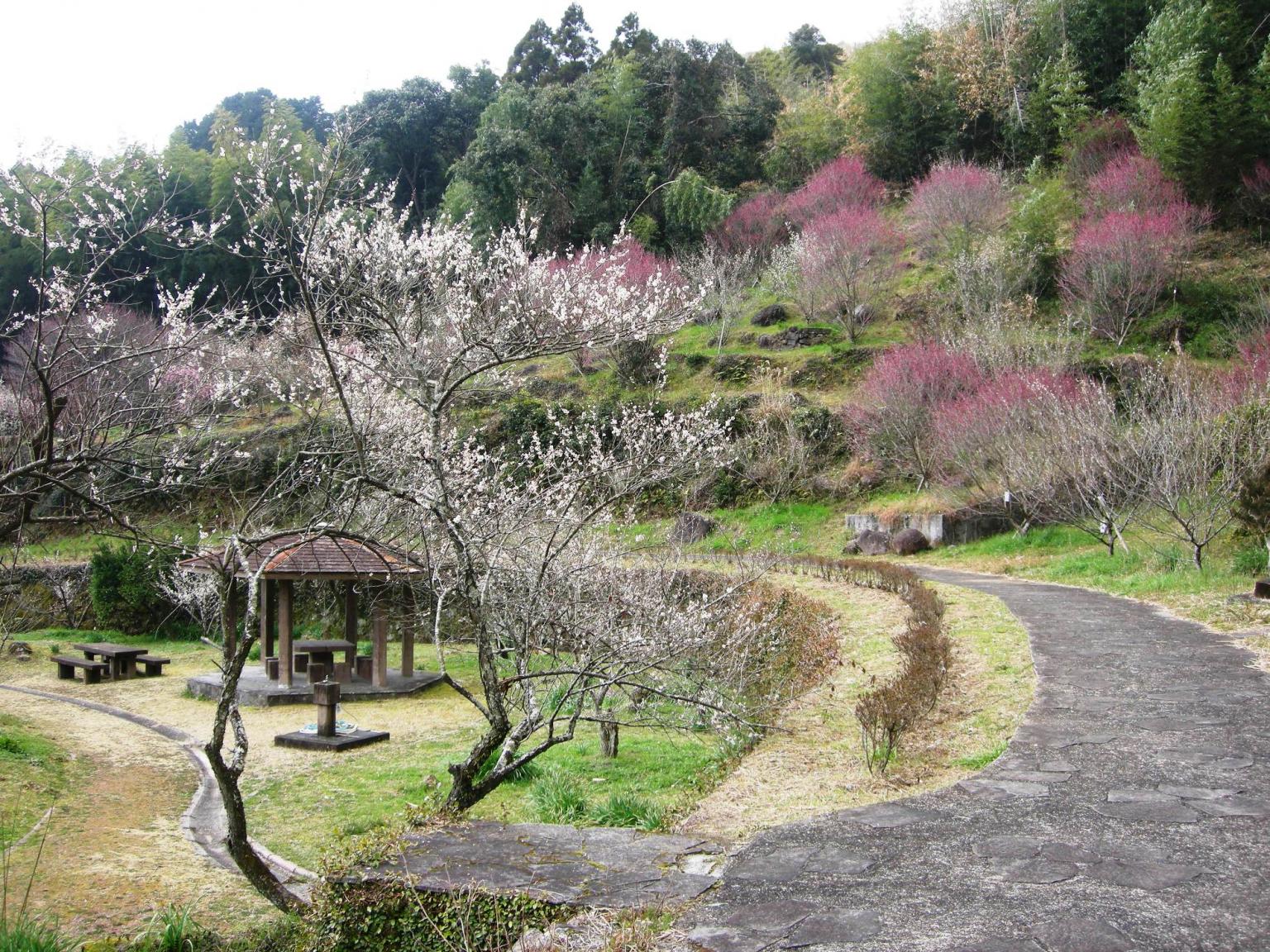 公園 梅林 早春を楽しむ！岐阜市の梅林公園~水道山をめぐるプチトレッキング