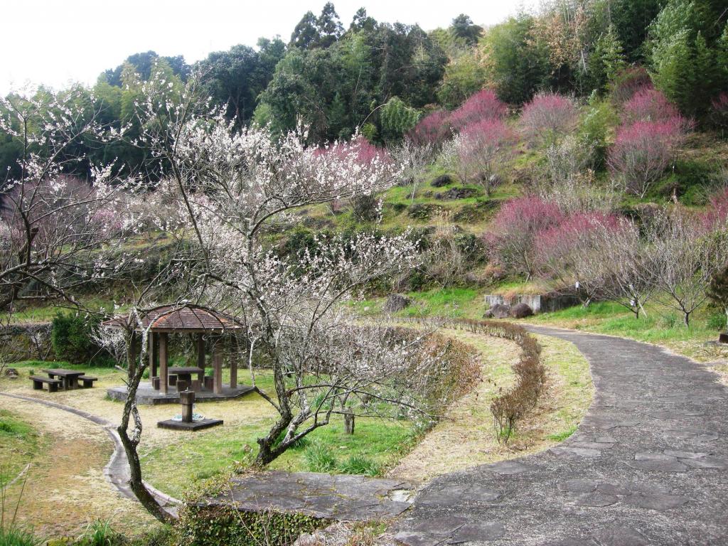 สวนต้นบ๊วยทานิโอซากิ (TANIOZAKI BAIRIN KOEN)