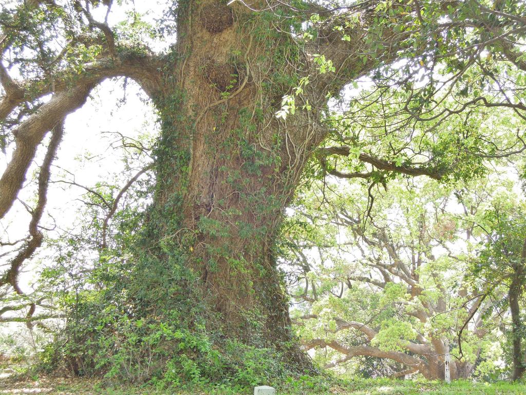 藤崎台のクスノキ群 [撮影時期：5月12時頃]