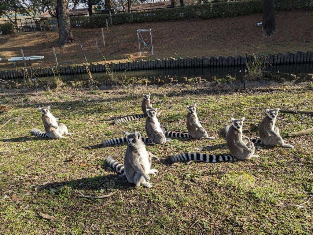 クロサイやチンパンジー、ワオキツネザル、スローロリスなど、「熊本市動植物園」にいる「IUCN絶滅危惧種レッドリスト」に指定されている動物たち