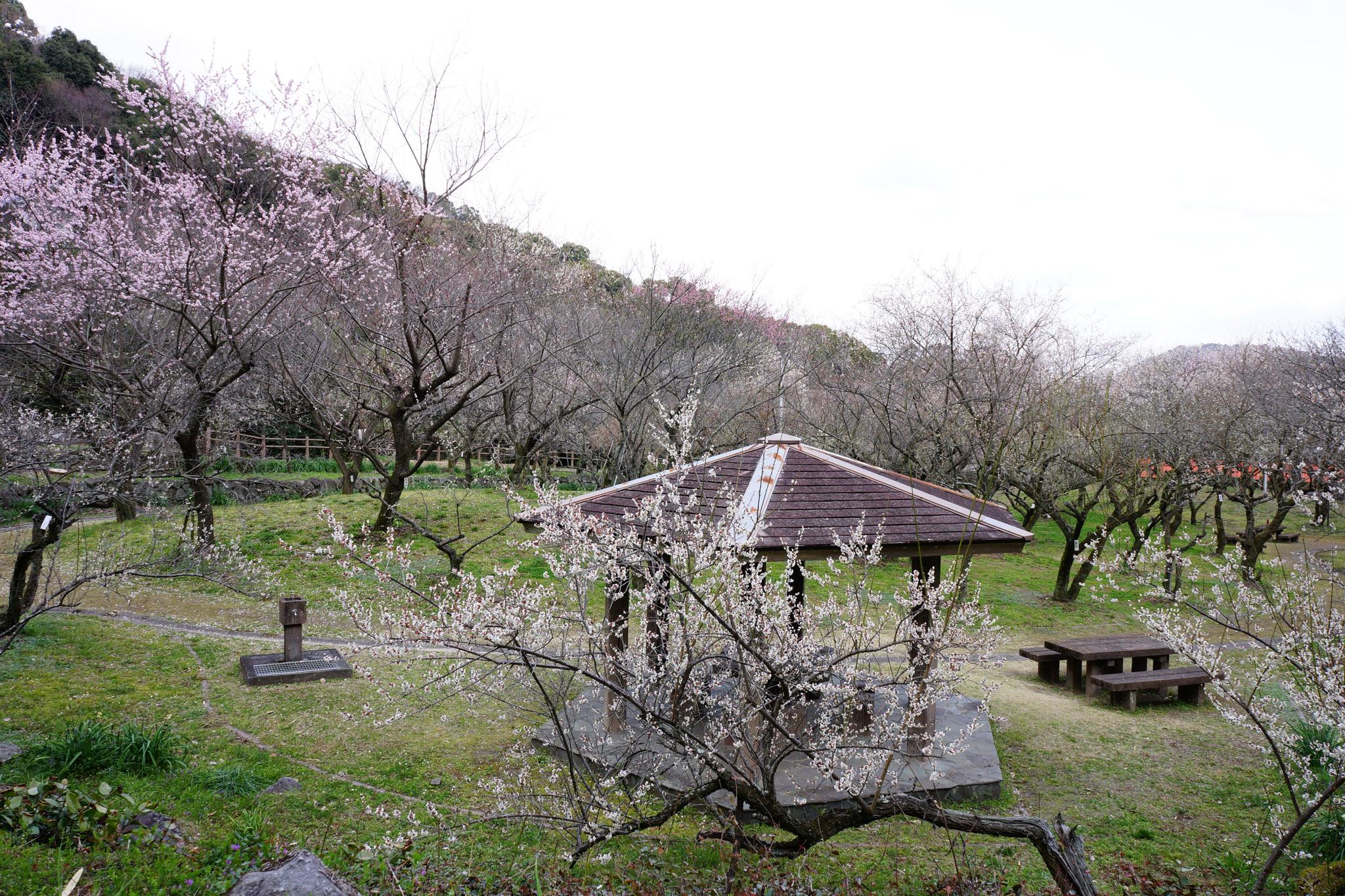 สวนต้นบ๊วยทานิโอซากิ (TANIOZAKI BAIRIN KOEN)