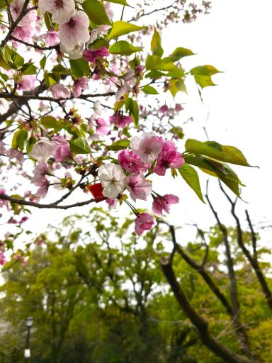 313新種の桜 八十姫