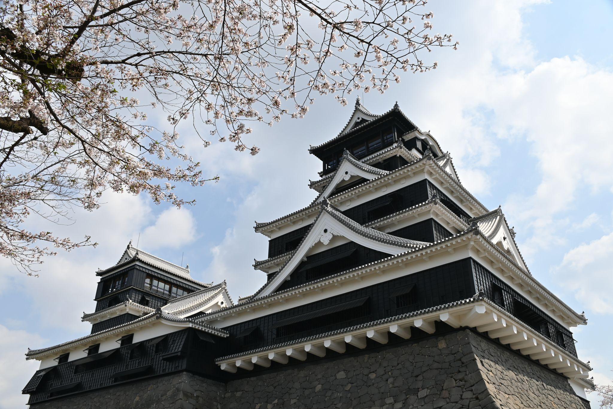 天守閣復旧後(桜)