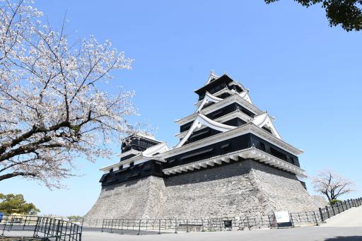 天守閣復旧後(桜)