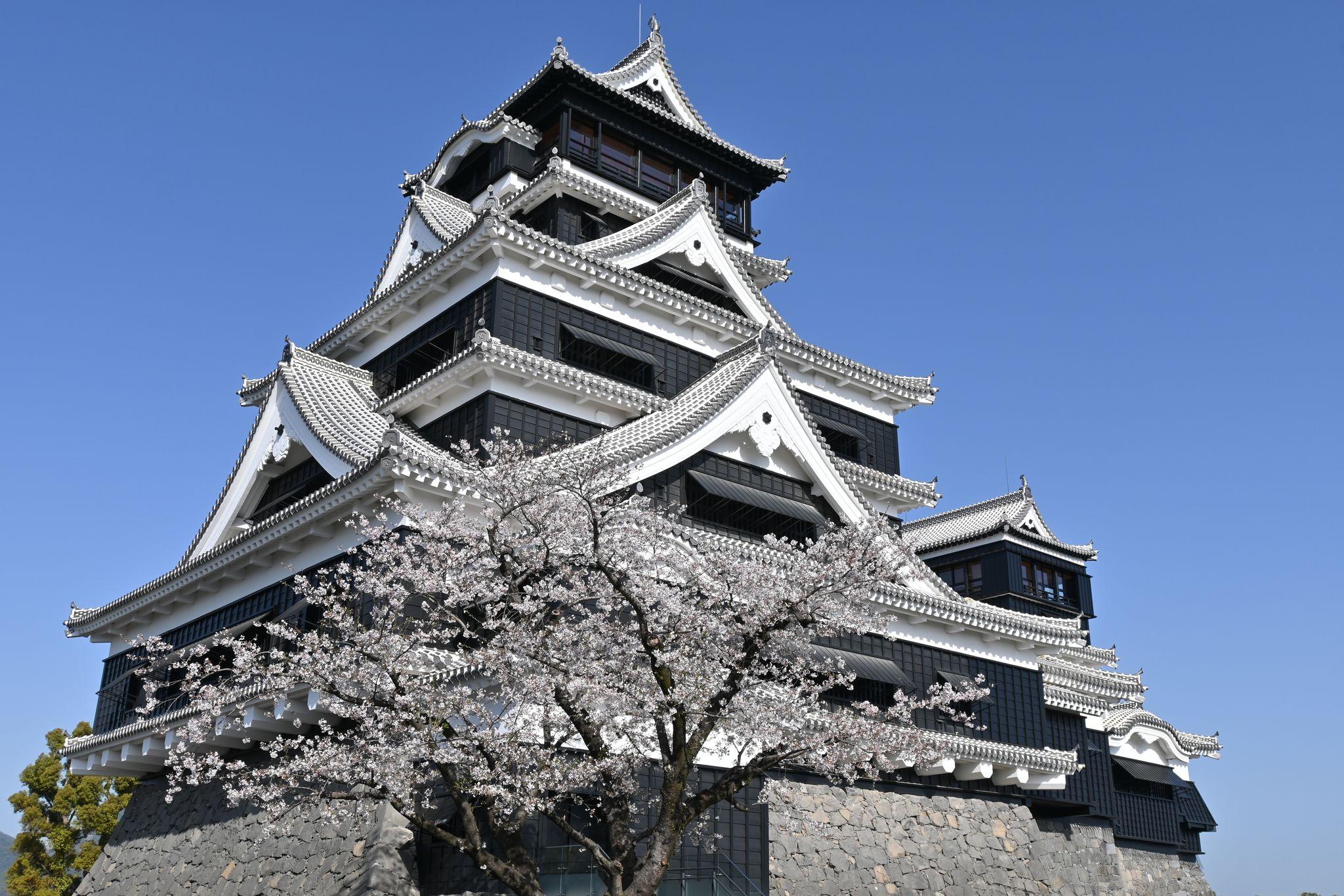 天守閣復旧後(桜)