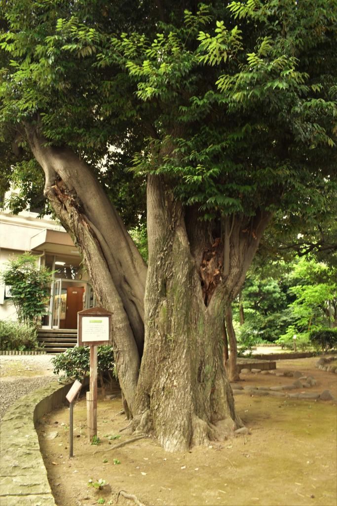 庭園の全景と、蘇峰が植えた椎の木（スダジイ）。庭園のなかには、蘇峰直筆の大江義塾の石碑も
