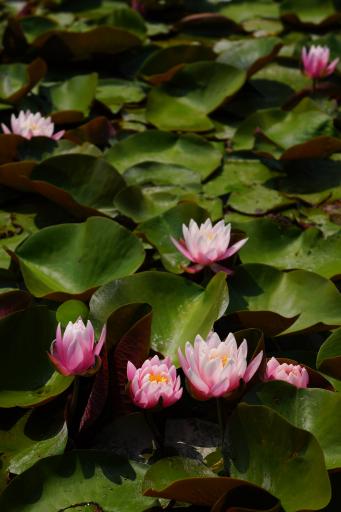 坪井川遊水公園とその周辺 [撮影時期：5月13時頃]